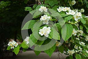 Blossoming branch of mock orange in June