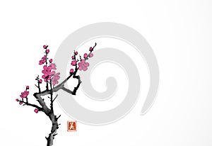 Blossoming branch of oriental sakura cherry on white background. Traditional Japanese ink wash painting sumi-e