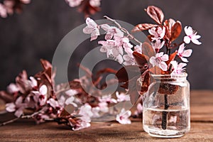 Blossoming branch of pissardi plum in a jar photo