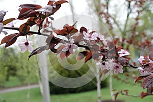 Blossoming branch of prunus pissardii