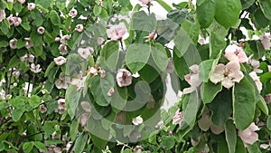 Blossoming branch of Quince. Leaves and flowers. Cydonia oblonga