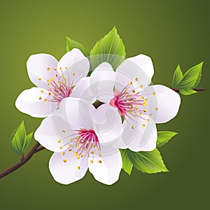 Blossoming branch of sakura - cherry tree