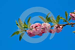 Blossoming branch of sakura