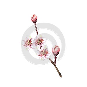 A blossoming branch from a tree, spring sakura, cherry, apple or apricot. Watercolor painted clipart