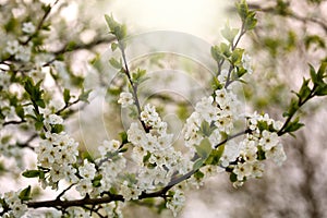 Blossoming branch of tree with white flowers in sunlight