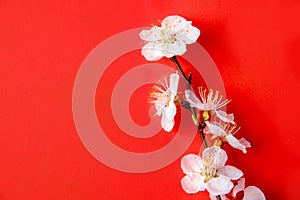 Blossoming branch with white flowers, on a red background, spring concept.