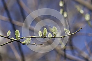 Blossoming branch of willow with catkins on bokeh background, selective focus