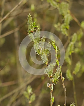 Blossoming branch of willow with catkins on bokeh background, selective focus, shallow DOF