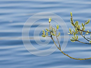 Blossoming branch of willow with catkins on bokeh background, selective focus, shallow DOF