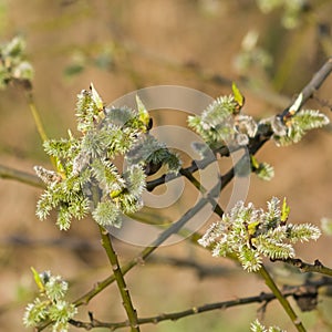 Blossoming branch of willow with catkins on bokeh background, selective focus, shallow DOF