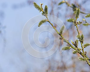 Blossoming branch of willow with catkins on bokeh background, selective focus, shallow DOF