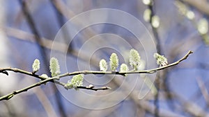 Blossoming branch of willow with catkins on bokeh background, shallow DOF, selective focus