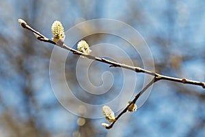 Blossoming branch of willow tree