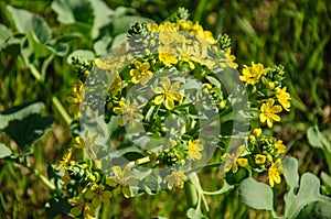 The blossoming branch of yellow flowers, Lion's foot flower