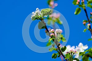 blossoming branches of an apple tree against the sky