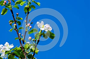 blossoming branches of an apple tree against the sky