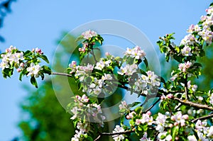 blossoming branches of an apple tree against the sky