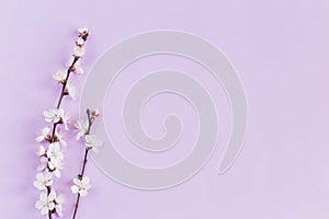 Blossoming branches of apricot tree on a pastel violet background. Minimal spring concept