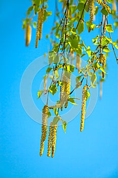 Blossoming branches of a birch in the spring