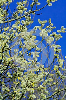 Blossoming branches on blue