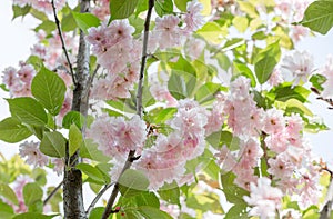 Blossoming branches of Japanese cherry Prunus serrulata Kanzan in a botanical garden. Beautiful pink flowers background