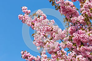 Blossoming branches of Japanese cherry Sakura against the blue sky. Pink flowers background