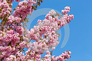 Blossoming branches of Japanese cherry Sakura against the blue sky. Pink flowers background