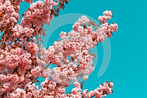 Blossoming branches of Japanese cherry Sakura against the blue sky. Pink flowers background. Toned photo