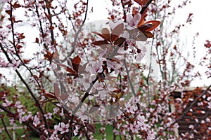 Blossoming branches of Prunus pissardii