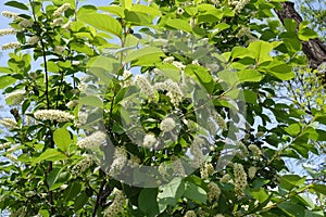 Blossoming branches of Prunus serotina