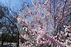 Blossoming branches of purple leaved prunus pissardii