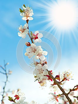 Blossoming branches of a tree with sun beam