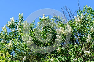 Blossoming branches of the white lilac tree on spring
