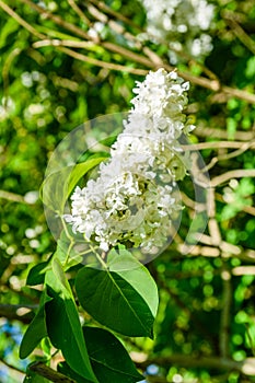 Blossoming branches of the white lilac tree on spring