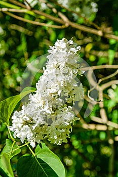 Blossoming branches of the white lilac tree on spring