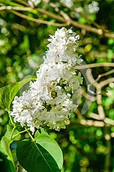 Blossoming branches of the white lilac tree on spring