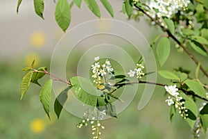 Blossoming branches of a young bird cherry tree on a spring day