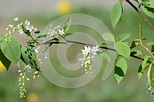 Blossoming branches of a young bird cherry tree on a spring day