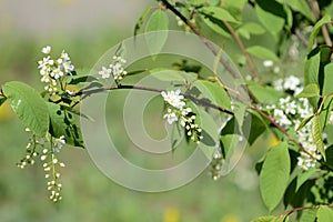 Blossoming branches of a young bird cherry tree on a spring day