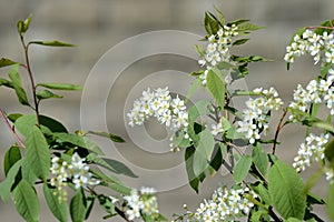 Blossoming branches of a young bird cherry tree on a spring day