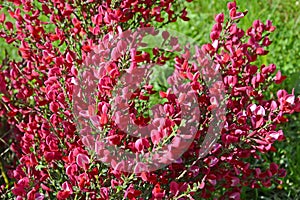 The blossoming broom coronal (Cytisus scoparius (L.) Link)