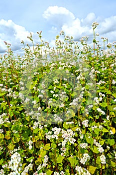 Blossoming of a buckwheat of a sowing campaign Fagopyrum esculentum Moench