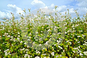 The blossoming buckwheat sowing Fagopyrum esculentum Moench ag ainst the background of the sky