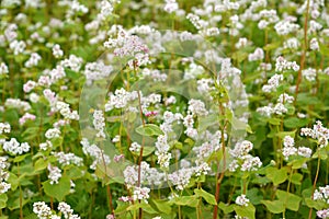 The blossoming buckwheat sowing Fagopyrum esculentum Moench, a background