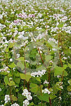 The blossoming buckwheat sowing Fagopyrum esculentum Moench, a background