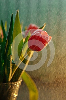 The blossoming bud of a red tulip is covered with small drops of water.