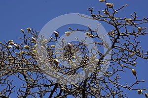 Blossoming buds of pink magnolia flowers on branches in early sp