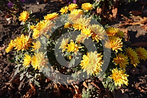 Blossoming bush of amber yellow Chrysanthemums