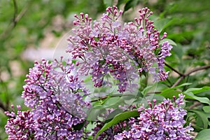 The blossoming bush  Lilac a close up horizontally. The blossoming lilac in the sprin.