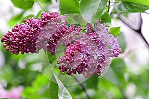 The blossoming bush  Lilac during a rain